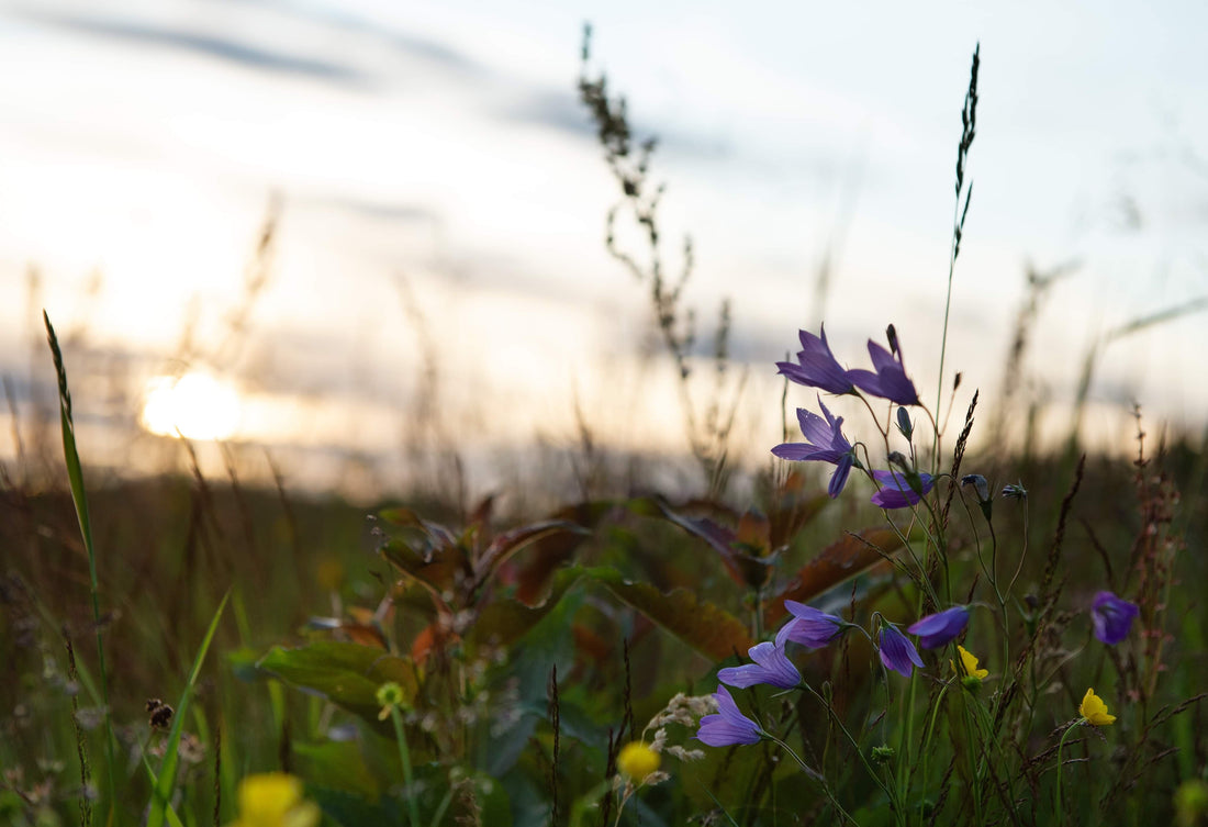 Pluggplantor, blandingar och sommar!